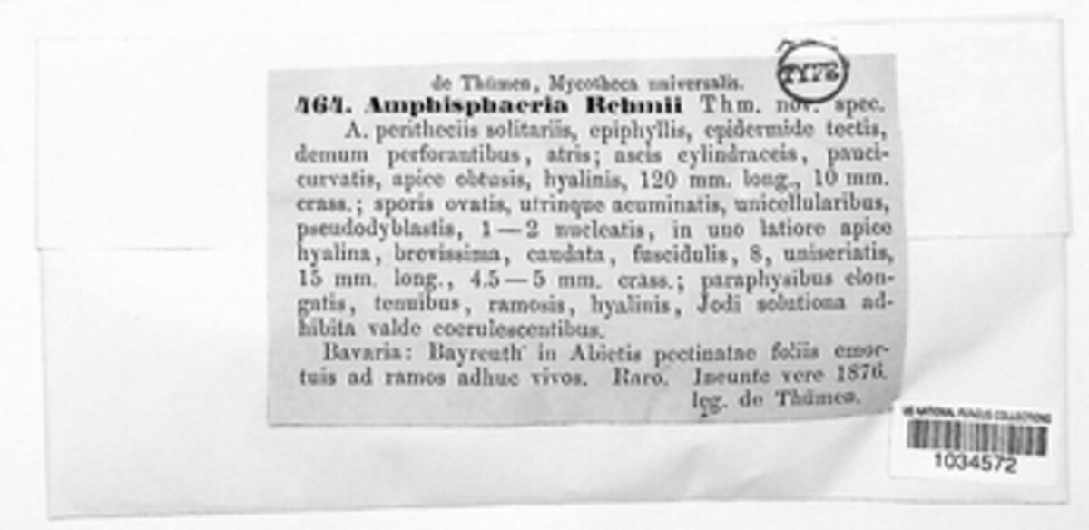 Amphisphaeria rehmii image